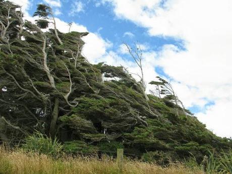 LES ARBRES DE SLOPE POINT