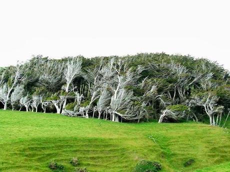 LES ARBRES DE SLOPE POINT