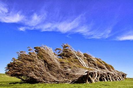 LES ARBRES DE SLOPE POINT