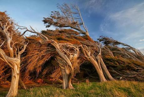 LES ARBRES DE SLOPE POINT