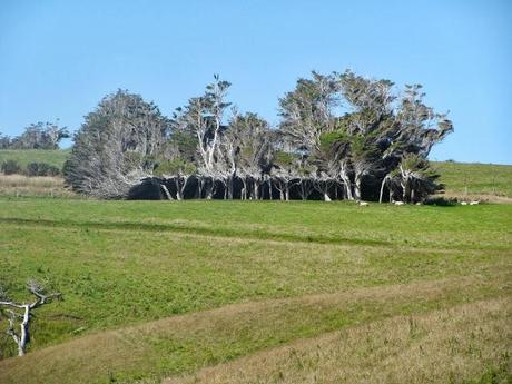 LES ARBRES DE SLOPE POINT