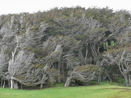 LES ARBRES DE SLOPE POINT