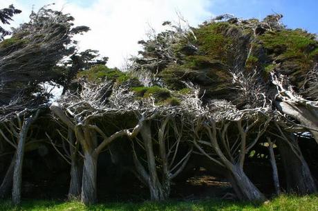 LES ARBRES DE SLOPE POINT