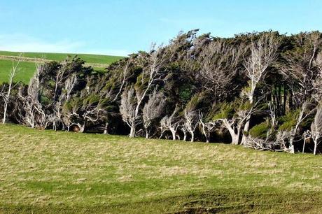 LES ARBRES DE SLOPE POINT