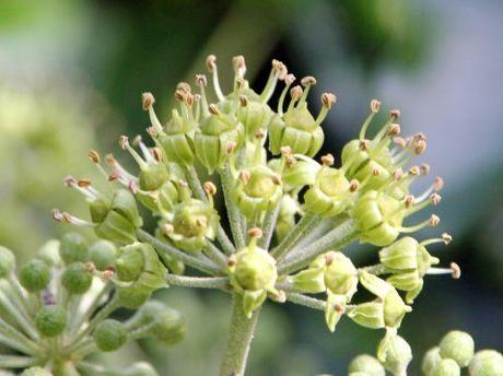 3 j hedera rec veneux 27 sept 2013 002.jpg