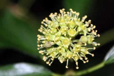 3 hedera 1 oct 2013 016.jpg