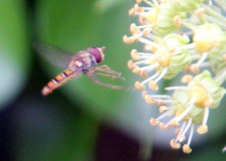 hedera helix barres 13 oct 2012 185 (12).jpg