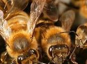 performance collective suppose différences