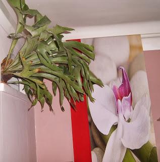 Corne de cerf - Platycerium