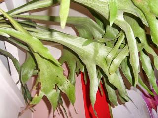 Corne de cerf - Platycerium