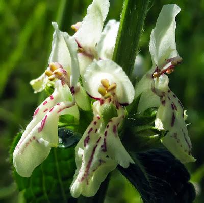 Stachys recta (Épiaire droite)