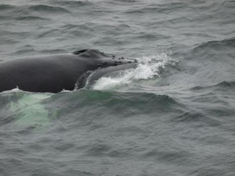 baleines-tadoussac1