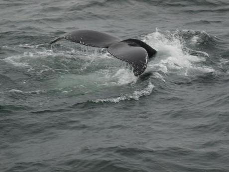 baleines-tadoussac2