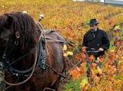 viticulteur devant justice pour