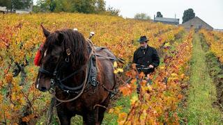 Un viticulteur bio devant la justice pour un AOC