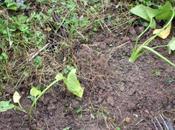 Zanthedeschia aethiopica