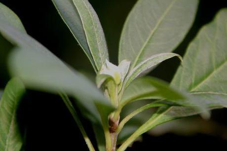 7 edgeworthia 001.jpg