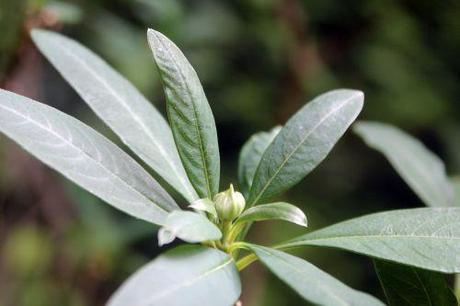 6 edgeworthia 007.jpg