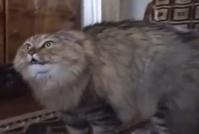 Capture d'écran de la vidéo du 