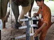 Éléphants Thaïlande Histoires mines antipersonnelles, l'amour hommes [HD]