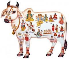 Panchagavya,vache,vache sacrée,hindouisme,bouse,urine,lait,ghee,buffalo,buffle,bufflonne,vache laitière,environnement,lait,pet,pet de bœuf,méthane,abattage,bœuf,viande,végétarien,non-végétarien,Constitution,loi,buffle d’eau,Kambala,Kerala,course de buffles