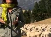 Agneau Nouvelle-Zélande: concurrence déloyale?