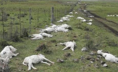 Moutons-morts-uruguay