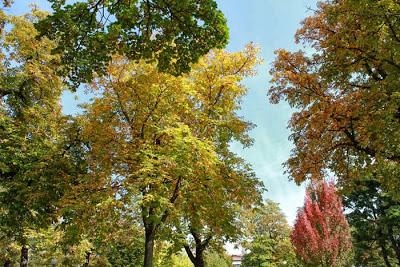 Cours Léopold, couleurs d'automne