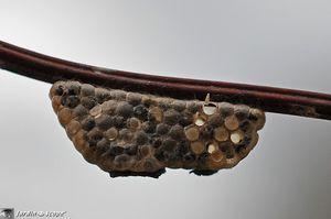 Cocon-de-Braconidae