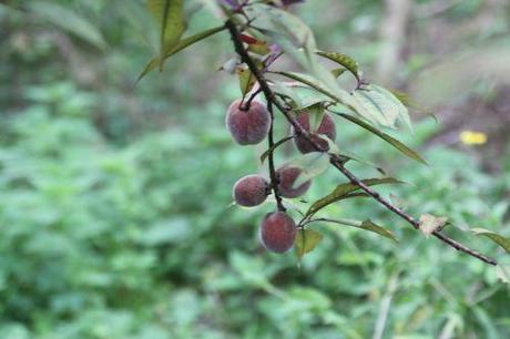 pourpre romi 22 sept 2013 053 (3).jpg