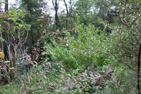 pourpre romi 22 sept 2013 053 (1).jpg