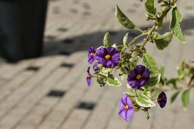 Charles III vs Stanislas