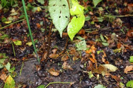 3 asimina romi 5 oct 2013 020 (3).jpg