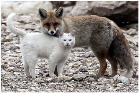 white cat & fox