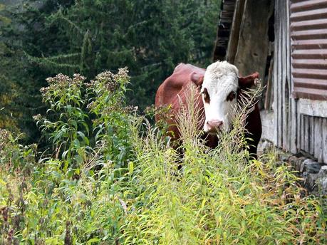 Pointe de Chaurionde (Bauges)