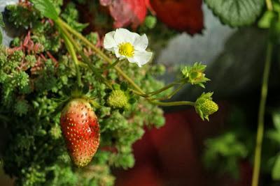 10èmes jardins éphémères place Stan'