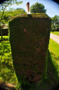 Plume Coiffant une Haie