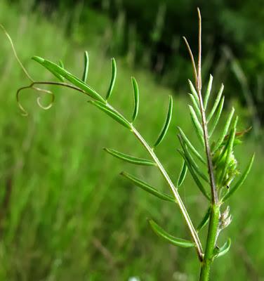 Vicia hirsuta (Vesce hérissée)