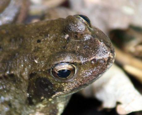 4 rana temp rec romi 6 oct 2013 013.jpg