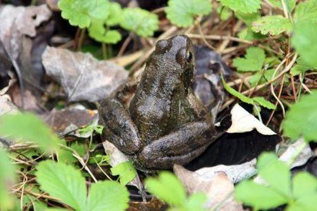 2 rana romi 6 oct 2013 009.jpg