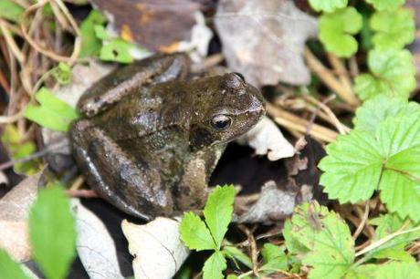 3 rana romi 6 oct 2013 013.jpg