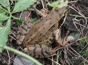 grenouille rousse sombre