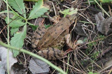 1 rana romi 28 sept 2013 058.jpg