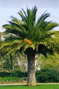Le palmier de Spéluque – A20