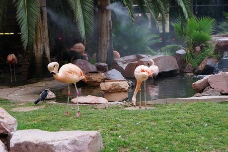 Vegas LV Flamingo Hotel