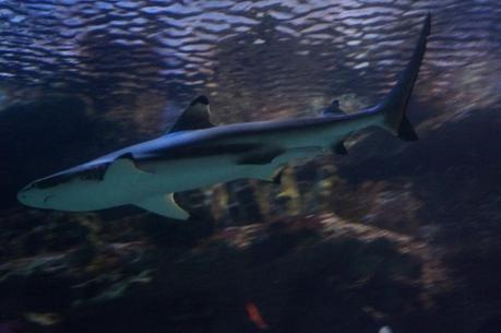 Vegas LV Shark Reef Mandalay Bay
