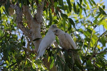 Cacatoès corella (Cacatua sanguinea) 