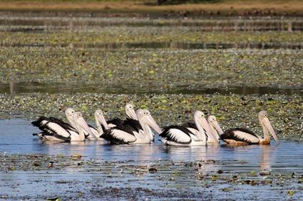 Pélicans à lunettes (Pelecanus conspicillatus) 