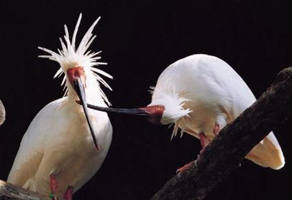 Ibis nippon (Nipponia nippon)