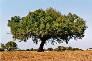 L'Arganier du Sud Marocain, un joyau dans le désert à préserver !